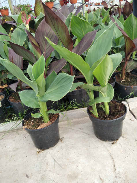 Zestaw 2 szt. Kanny Kanna żółta i różowa Paciorecznik Canna C2