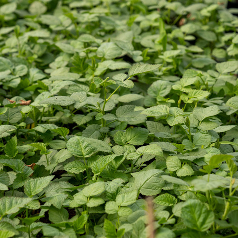 Malinojeżyna w doniczce. Obfite plony.