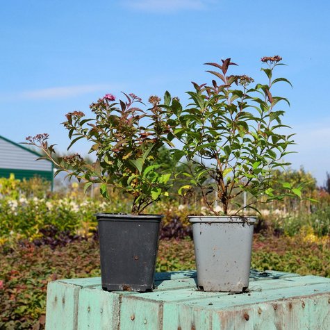 Tawuła japońska Country Red (P9)