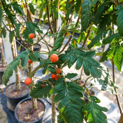 Jarząb szwedzki Brouwes (obw. 16-18 cm, H300-400)