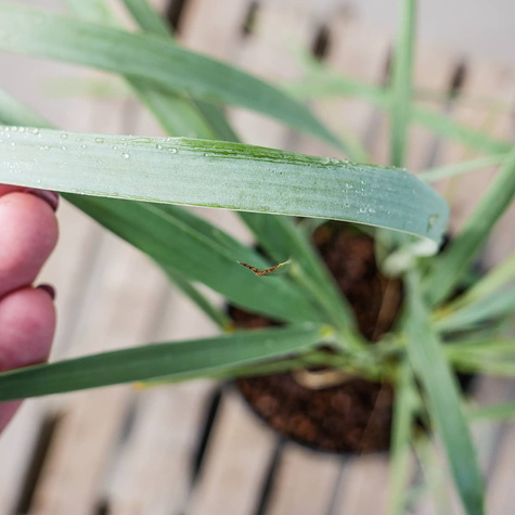 Wydmuchrzyca piaskowa (C2)