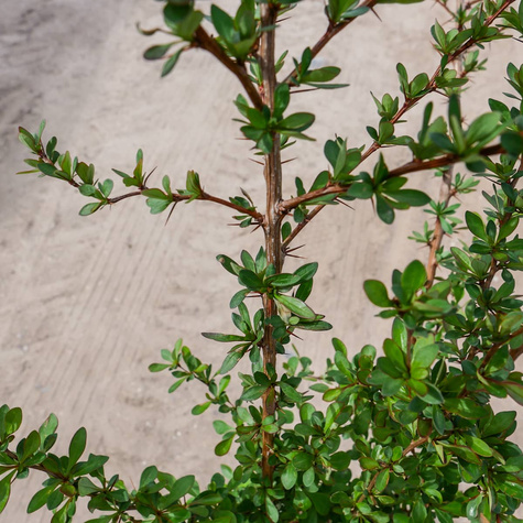 Berberys zwyczajny pospolity