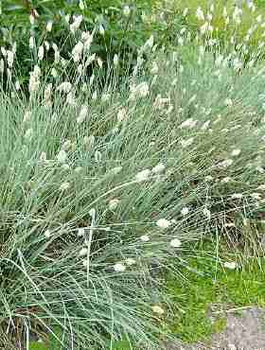 Sesleria lśniąca (C2)