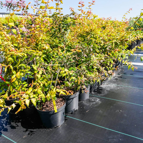 Kolkwicja chińska Maradco (C2)