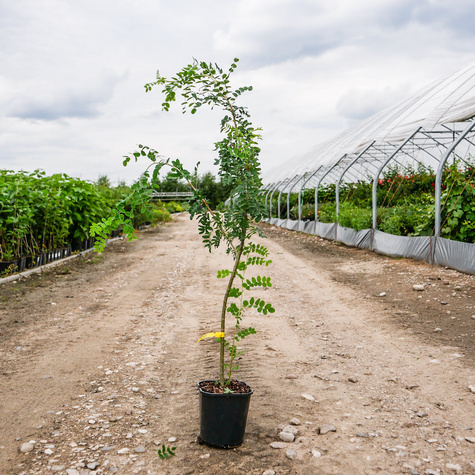 Karagana syberyjska Miododajna (C2)