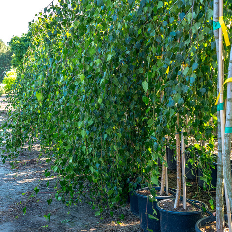 Brzoza brodawkowata Youngii szczepiona na pniu (Pa 100, obw. 6/10, H-150)