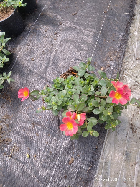 Portulaka zwisająca pomarańczowa