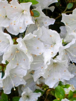 Azalia japońska Panda (C2)