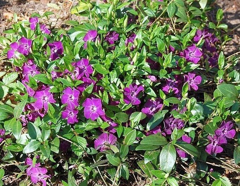 Barwinek mniejszy Rubra Plena (C2)