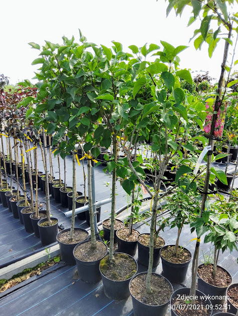 Lilak pospolity Bez Andenken an Ludwig Spath Najsilniej pachnący (C2)