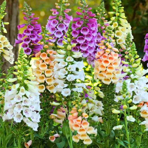 Naparstnica purpurowa Castor mix (C2)
