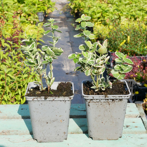 Trzmielina Fortune'a Variegatus (P9)