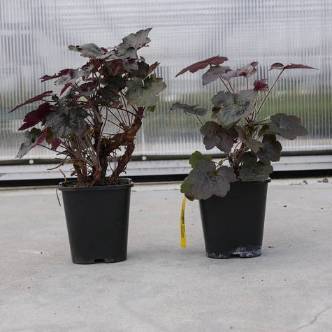 Żurawka drobnokwiatowa Palace Purple (C2)