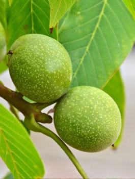 Orzech Włoski Franquette Szczepiony Plant Pack 