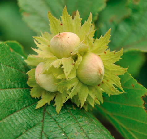 Orzech laskowy Bergera Plant Pack