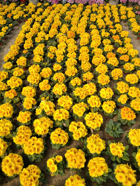 Prymulka Pierwiosnek żółta sadzonka w doniczce