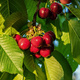 Czereśnia Burlat Plant Pack