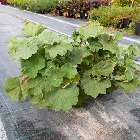 Przywrotnik ostroklapowy Płaszcz Matki Boskiej (C2)