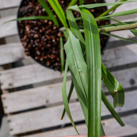 Miscant chiński Silberfeder (P9)