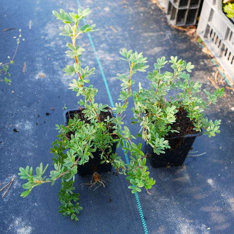 Pięciornik krzewiasty 'Katherine Dykes' (P9)