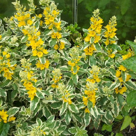 Tojeść kropkowana Aleksander (C2)