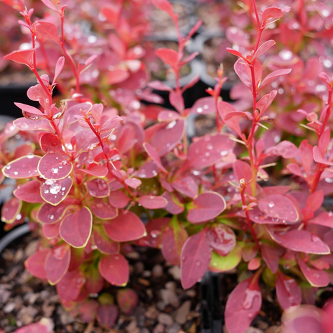 Berberys Thunberga Chiquita (C2)