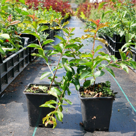 Lagerstremia indyjska Alba Nivea (P9)