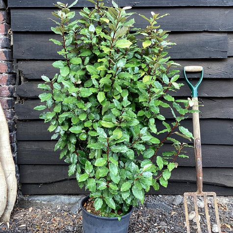 Oliwnik Ebbinga zimozielony (C2)