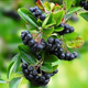 Aronia Czarna Czarnoowocowa Viking  (C2)