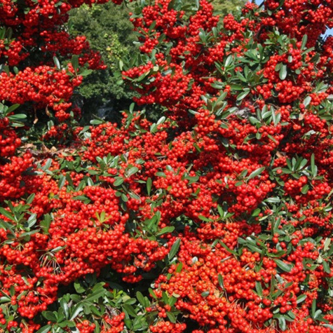 Ognik Szkarłatny Kuntayi (P9)