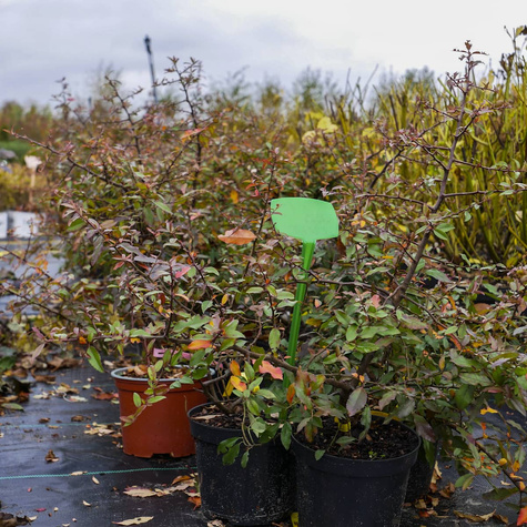 Ognik Szkarłatny Kuntayi (C2)