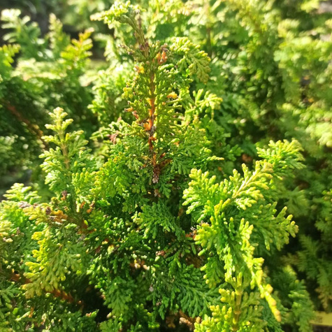 Cyprysik tępołuskowy (japoński) Dilatush