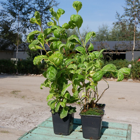 Krzewuszka cudowna Caricatura (P9)