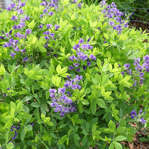 Baptysja Blueberry Sunda (C2)