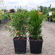 Thuja Żywotnik zachodni Little Champion (C2) 