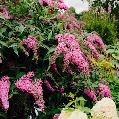 Budleja Dawida Pink Cascade (C2)