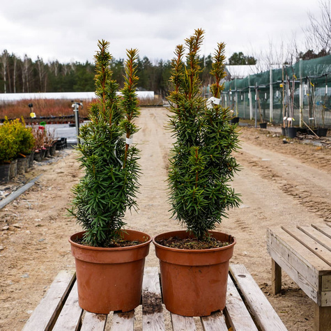 Cis pospolity Summergold