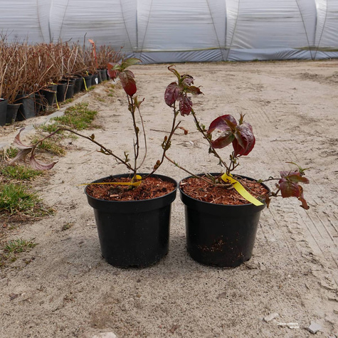 Zadrzewnia nadbrzeżna Troja Black (C2)