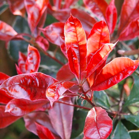 Głogownik Frasera Carre Rouge (C2)