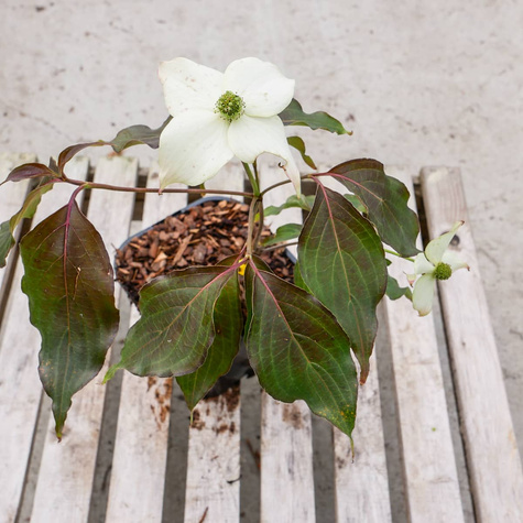 Dereń kousa Cappucino (C2)