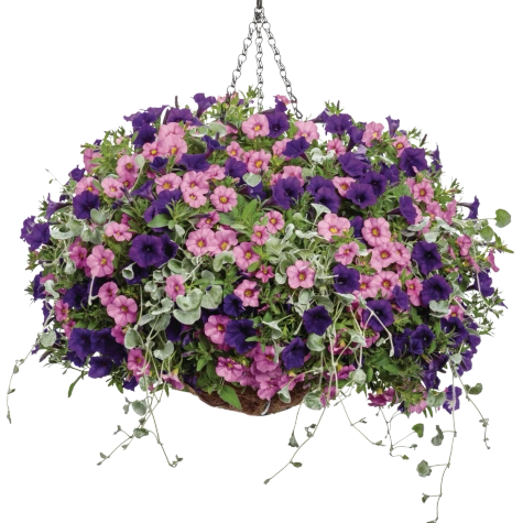 Surfinia Supertunia Mini Vista Ultramarine samoczyszcząca