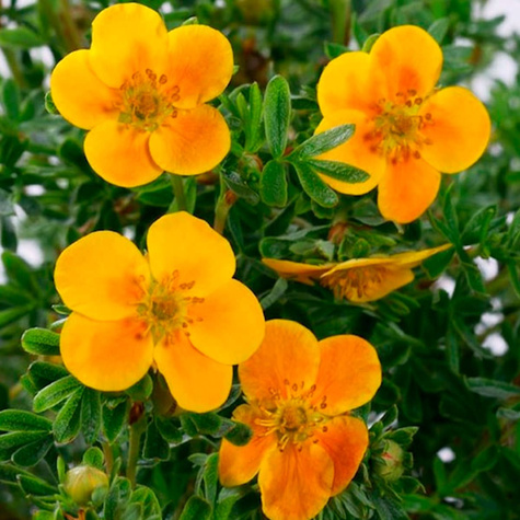 Pięciornik krzewiasty 'Mango Tango' (C2)