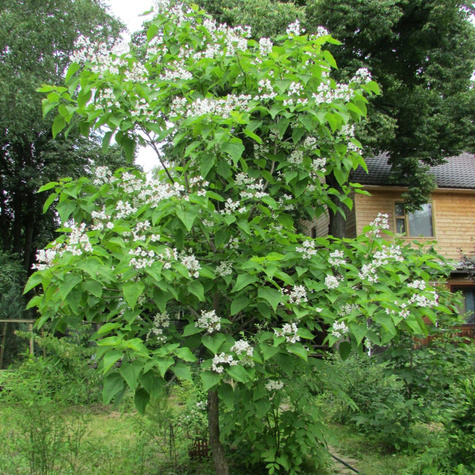 Katalpa Surmia wielokwiatowa Storczykowiec odstrasza komary w doniczce (C2)