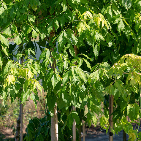 Klon jesionolistny Złocisty szczepiony na pniu