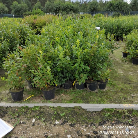 Borówka amerykańska RECORD średnio późna