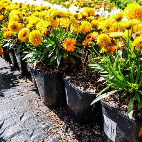 Nachyłek wielkokwiatowy Presto (C2)