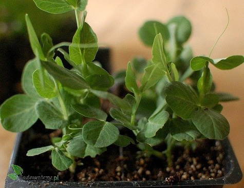 Miniszklarenka Plentiplant z 48 doniczkami