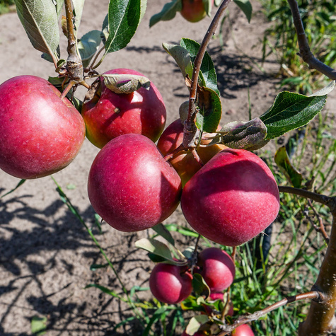 Jabłoń Katia Plant Pack
