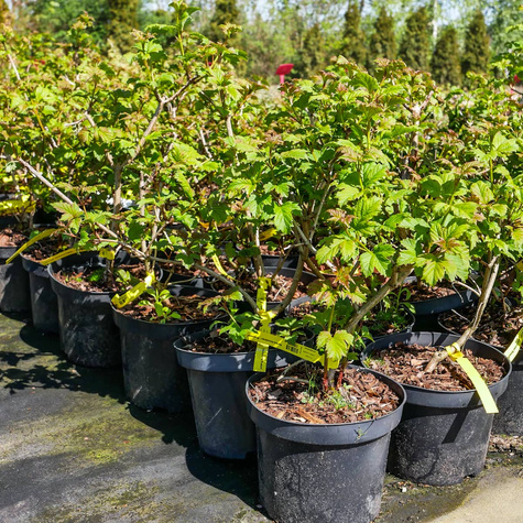 Kalina koralowa 'Roseum' (P9)