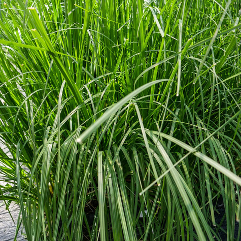 Trawa pampasowa White Feather (C2)